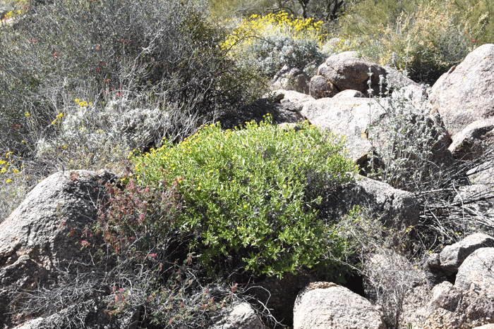 American Threefold grows up to 3 feet (91 cm) tall and 1 to 3 feet (30-91 cm) wide or more. Plants bloom from January or February to June or July and again, in August and October or throughout the year with adequate monsoon rainfall. Trixis californica